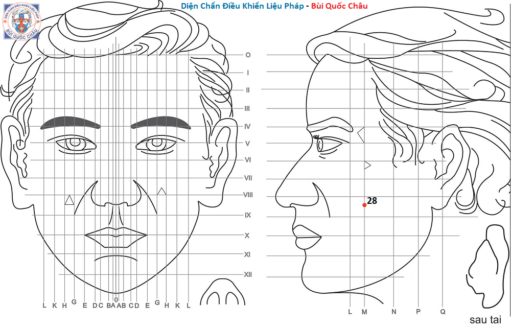 Huyệt Số 28 Diện Chẩn Bùi Quốc Châu: Vị Trí, Tác Dụng, Chủ Trị