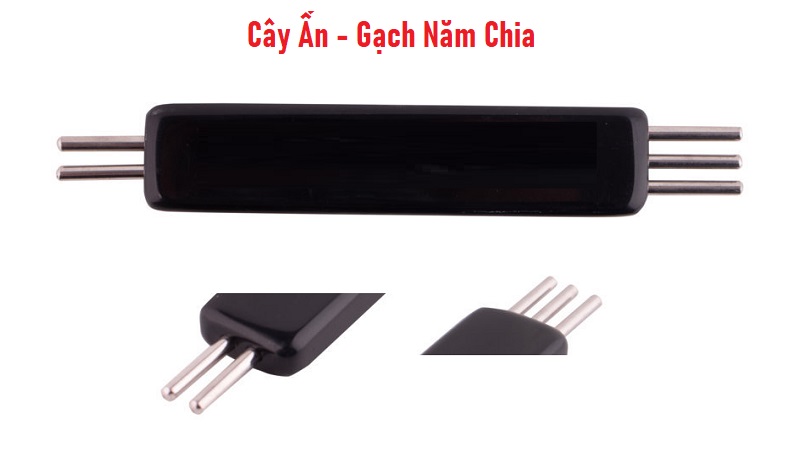 Cây Ấn - Gạch Năm Chia Diện Chẩn