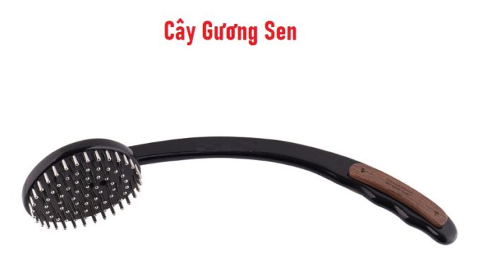 Cây Gương Sen Diện Chẩn - Chữa Mỏi Cổ Vai Gáy Đau Lưng