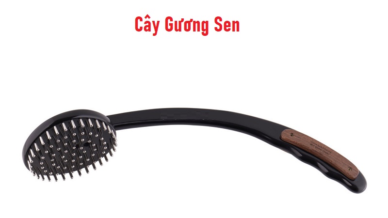 Cây Gương Sen Diện Chẩn - Chữa Mỏi Cổ Vai Gáy Đau Lưng