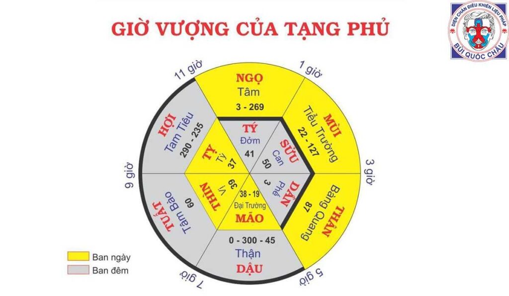 Giờ Vượng Của Tạng Phủ