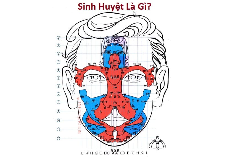 Sinh Huyệt Là Gì Theo Phương Pháp Diện Chẩn?