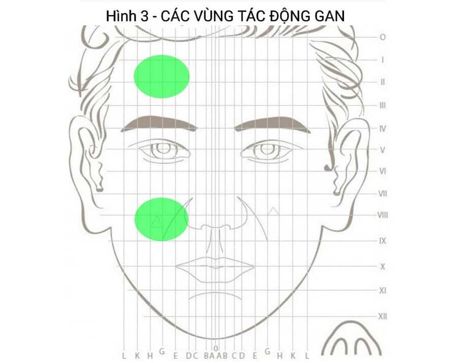 Hình 1: Các vùng tác động lên gan