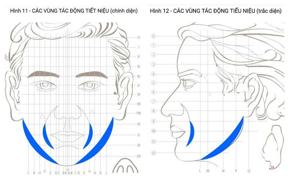 Hình 9: Các vùng tác động lên niệu quản