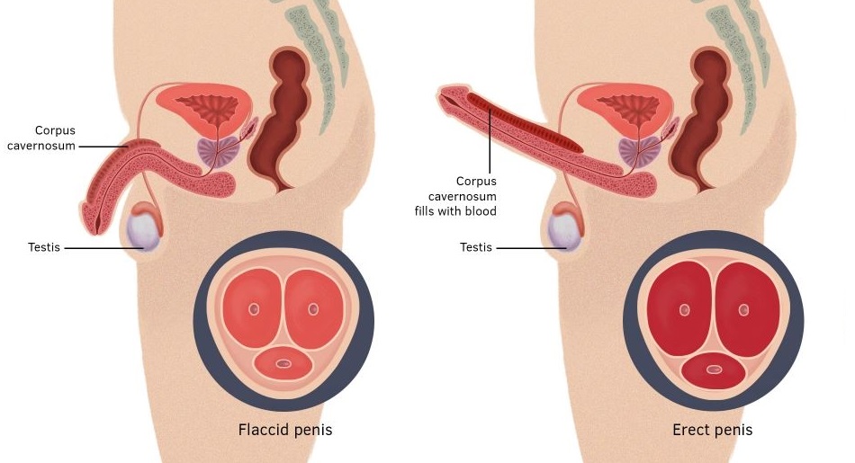 Cách Thực Hiện Phác Đồ Huyệt Trị Yếu Sinh Lý Bằng Diện Chẩn