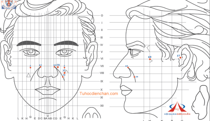 Bộ Vị Huyệt Diện Chẩn Bùi Quốc Châu Liên Hệ Mặt