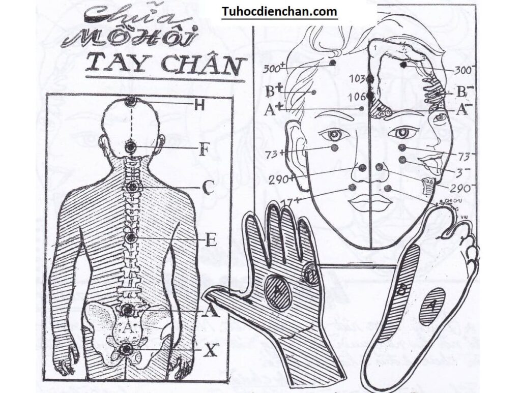 Cách Chữa Mồ Hôi Tay Chân Bằng Diện Chẩn – Phác đồ Hoàng Chu